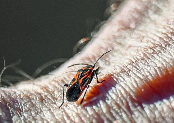 A milkweed bug crawls on the wrist of Chris Kubiak, director of education at Beechwood Farms in Fox Chapel. With the mild winters and pleasantly warm temperatures, many insects are active that normally would still be dormant. -Louis B. Ruediger | TribLive  | Too warm: Plants, insects, people likely to pay the price for warm winters