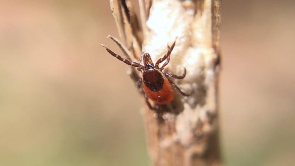 More than 100 years of data show Pennsylvania tick population shift | Penn State University