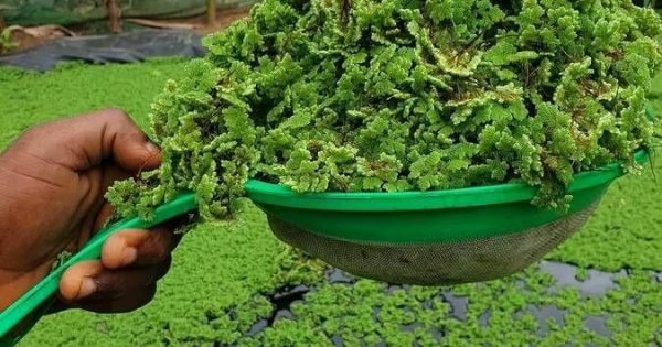 More evidence mounts for water fern azolla as global food insecurity solution