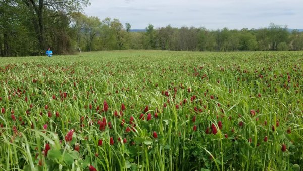 More precise nitrogen recommendations for corn to help farmers, cut pollution | Penn State University