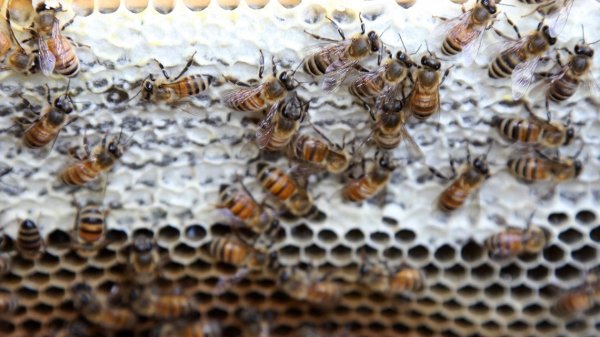 Multiple new bee species found in Pa., creating positive buzz