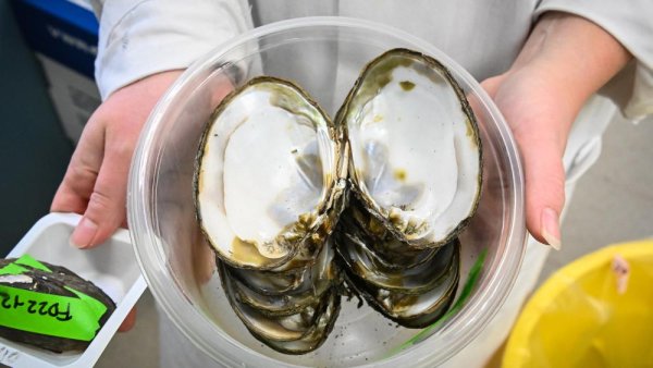 Mussels downstream of wastewater treatment plant contain radium, study reports | Penn State University