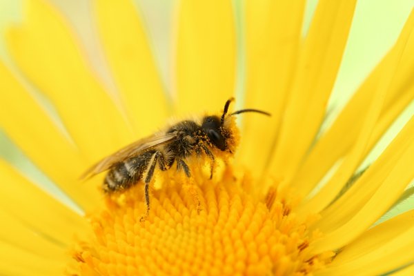 New bee species found in Pennsylvania