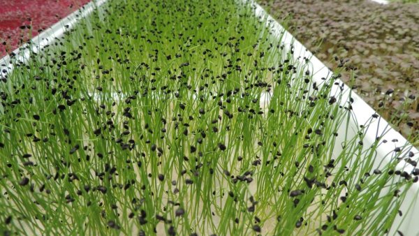 New project to support microgreens producers with risk management education | Penn State University