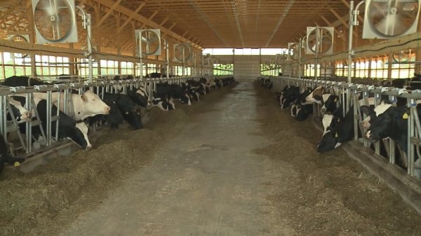 New study aims to help Pennsylvania dairy farmers develop 'climate smart' practices