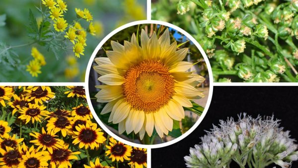 New sunflower family tree reveals multiple origins of flower symmetry | Penn State University