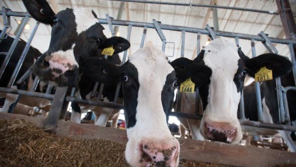 New treatment for dairy cows could help fight antibiotic resistance, study finds | Penn State University