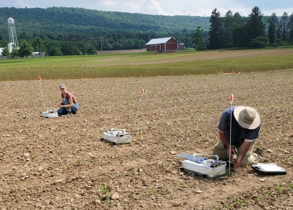Nitrous oxide emissions, coming from legume cover crops, manure, can be reduced | Penn State University