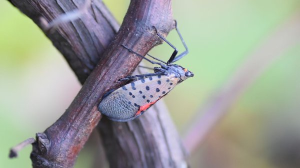 An adult spotted lanternfly clings to a grape vine in a Pennsylvania vineyard.Erica Smyers photo/Penn State Extension