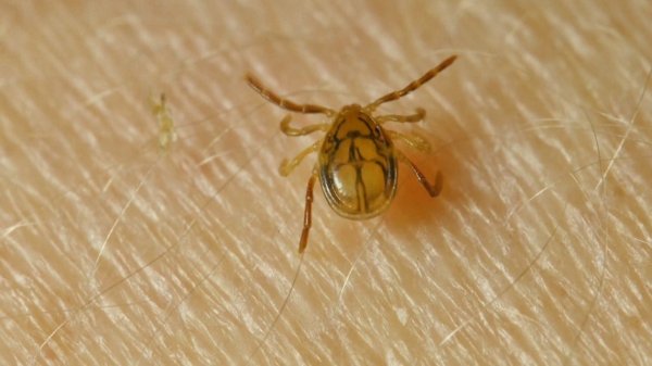 Not too early to talk about ticks