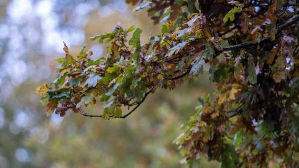 Noticing strange, itchy mite bites? It might be from the 2024 cicada emergence