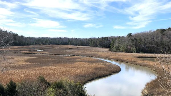 NSF grant to investigate the role of macrobiota in carbon cycling in estuaries | Penn State University