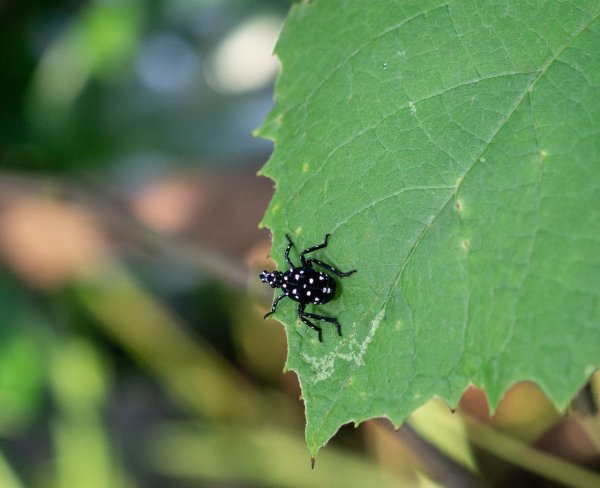 NYC resident perturbed after spotting invasive insect that wreaked havoc last year: 'Those are the babies they laid last year'