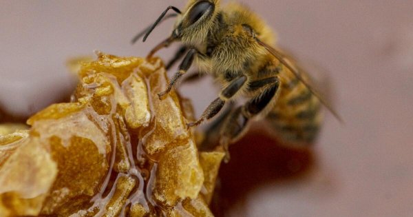 Opinion: Bees need our help to survive, and we have plenty of room to support them. Here's how.