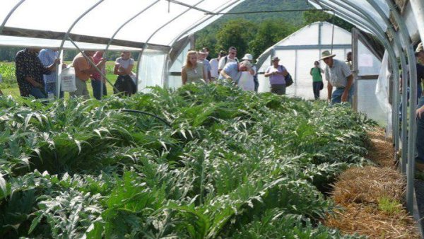 Organic vegetable research, water quality highlight Ag Progress Days tours | Penn State University