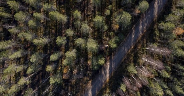 Our fixation on forests as a climate solution is causing problems