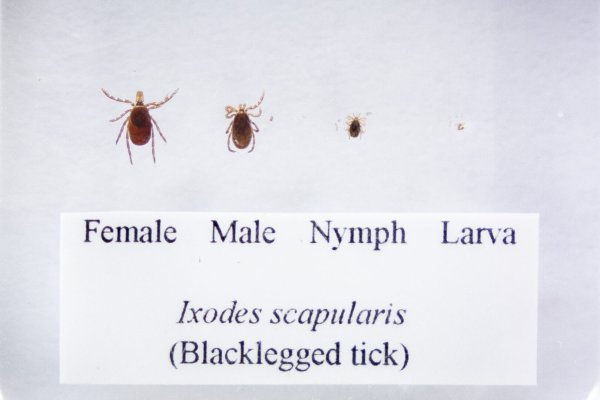 Pa. Leads the Nation for Lyme Disease Cases. Development in Forests Boosts the Risk