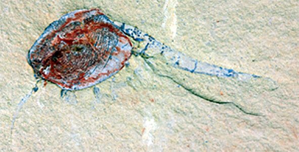 Fossil of Chuandianella ovata, an extinct shrimp-like crustacean