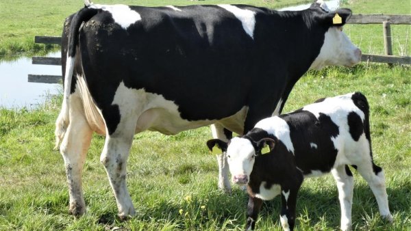 Penn State dairy cattle geneticist finds mutant gene threatening Holstein calves | Penn State University