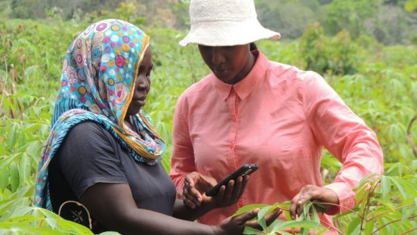 Penn State-developed plant-disease app recognized by Google | Penn State University