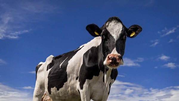 Penn State Expert Says Dairy Farmers Shouldn't Worry About Avian Flu | NEWSRADIO 1340 WRAW | WRAW Newsroom