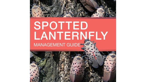 Penn State Extension guide provides advice on managing spotted lanternfly | Penn State University