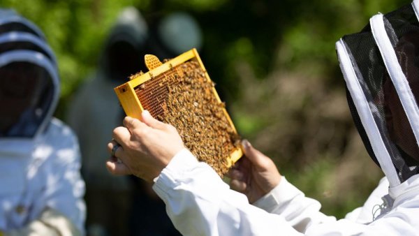 Penn State Extension to offer ‘Beekeeping Around the World’ webinar series | Penn State University
