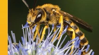 Penn State pollinator experts author a new book that explores the lives of bees | Penn State University
