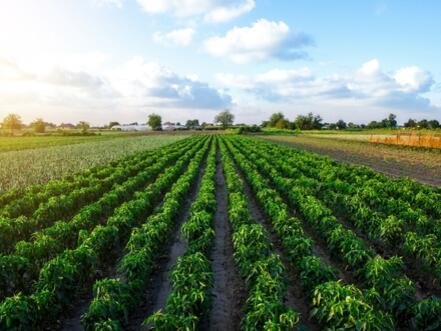 Penn State researchers developing robotic precision pesticide sprayer - NewsBreak