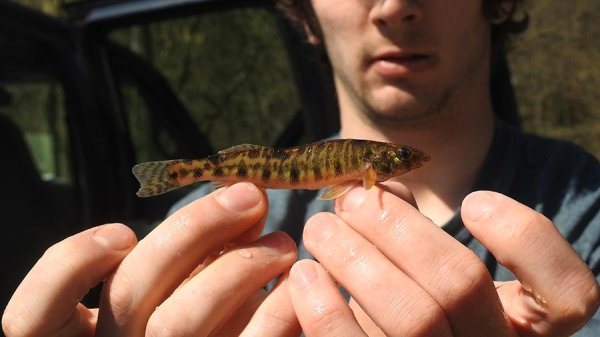 Penn State researchers discover one-of-a-kind fish is local to lower Susquehanna | Penn State University
