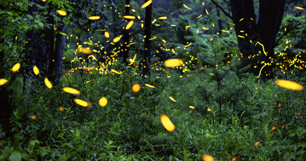 Penn State researchers help shine light on firefly populations in the eastern U.S.