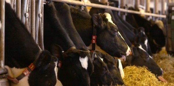 Penn State study aims to help Pa. dairy farmers cut methane — and show carbon offsets are real | StateImpact Pennsylvania