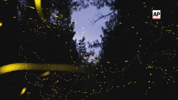 Pennsylvanians encouraged to help in firefly conservation efforts