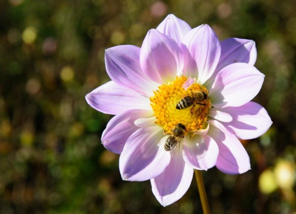 Bees crawl on a flower