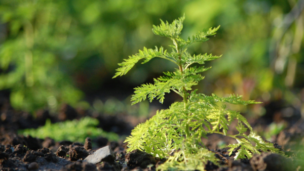 Plant compound used in traditional medicine may help fight tuberculosis | Penn State University