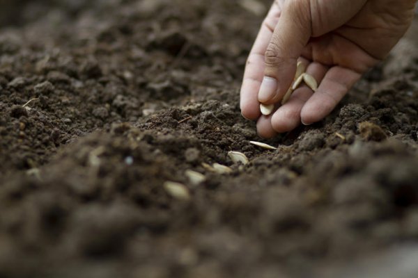 Planting seeds