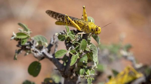 PlantVillage team lauded for projects to protect food supply amid COVID, locusts | Penn State University