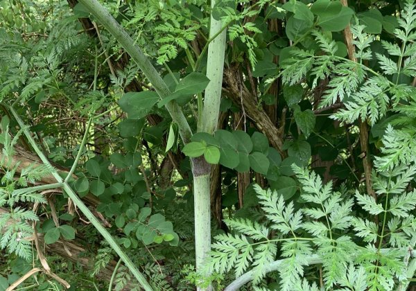 Poison hemlock is in bloom in Western Pennsylvania and — while pretty — it’s ‘a very toxic plant’