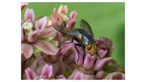 Pollinators most vulnerable to rising global temperatures are flies, study shows | Penn State University