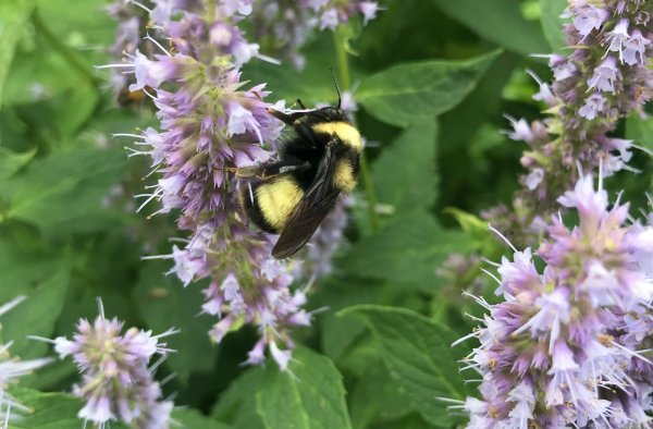 Popular perennial flowering plants can attract diverse mix of pollinators | Penn State University
