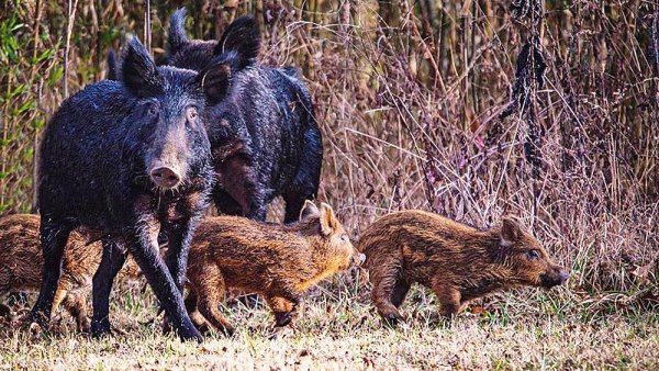 Predictive models show wildlife managers where to find destructive feral swine | Penn State University
