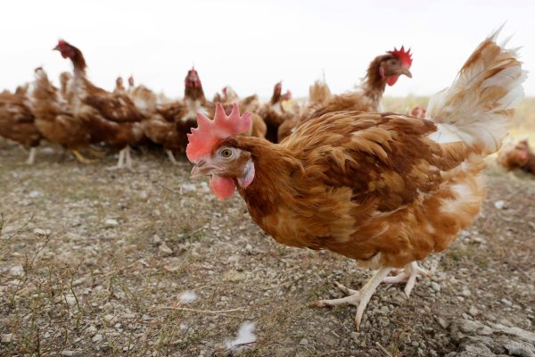 PSU avian expert shares tips to prevent avian influenza