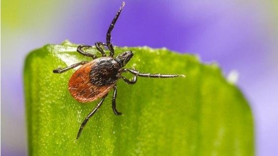 Rates of a tick-borne parasitic disease are on the rise | Penn State University