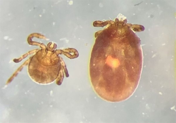 Reproductive anomaly enables a tick species to race into Pennsylvania