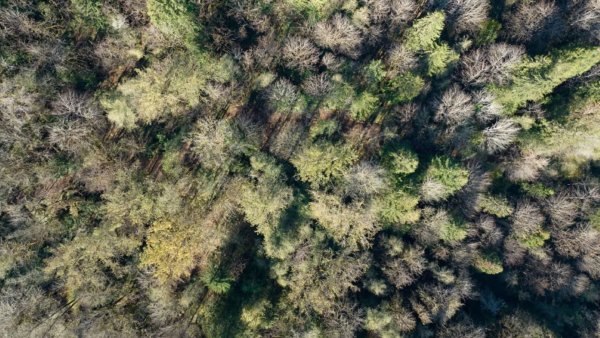 Research finds increasing temperatures can limit ability of trees to filter air: '[Trees] are essentially coughing instead of breathing'
