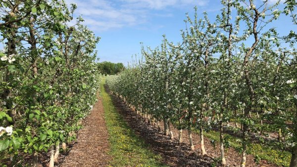 Research team gets grant to study precision chemical thinning of apple blossoms | Penn State University