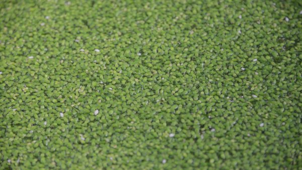 Researchers aim to 'upcycle' nutrient waste on farms using duckweed | Penn State University