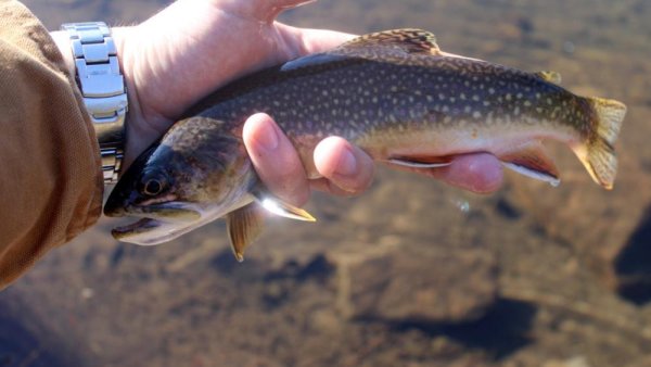 Researchers ask anglers' help with study of brook, brown trout colors, patterns | Penn State University