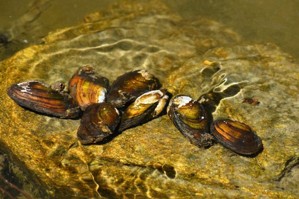 Researchers make concerning discovery in mussels