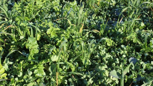 'Right' cover-crop mix good for both Chesapeake and bottom lines | Penn State University